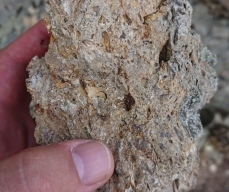 Photo 16:  Vuggy and silicified rhyolite that can be found outcropping on a hilltop just to the north of the White Cliff argillic alteration zone. This outcrop has been interpreted to be the silica cap of the White Cliff epithermal alteration system.